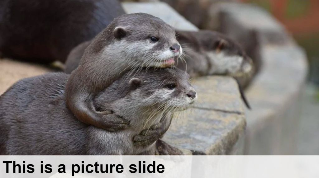 A picture of a slide that shows a picture of two otters and a title in a band of white at the bottom of it.