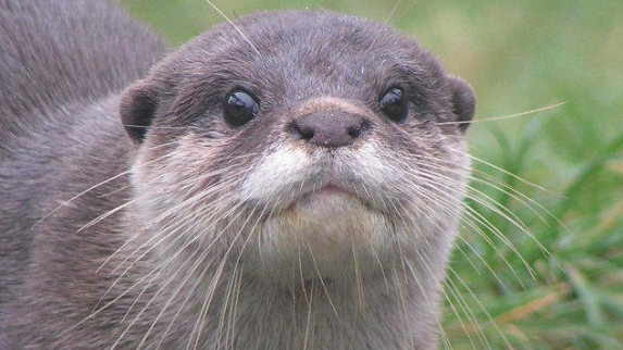 A picture of a short clawed river otter looking at the camera.