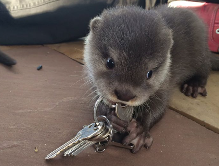 A picture of an otter with a set of keys in their mouth.